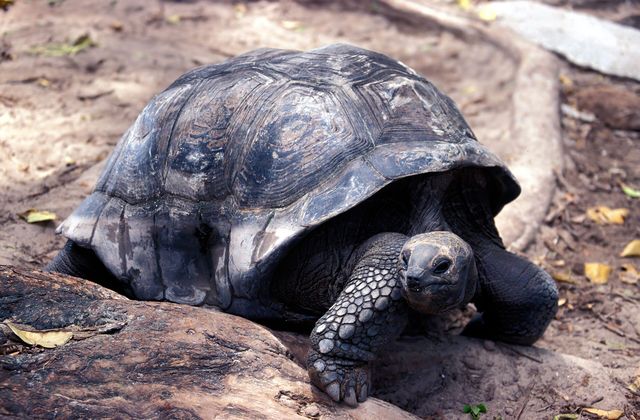 Seychelles, oltre 180.000 tartarughe giganti su un solo atollo