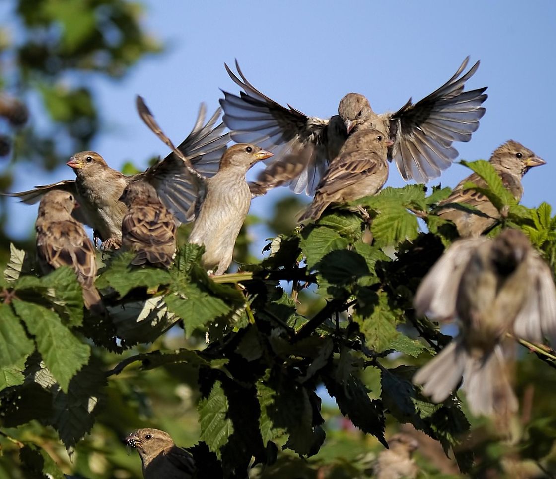 Uccelli selvatici in forte calo nelle campagne italiane: biodiversità agricola sempre più fragile
