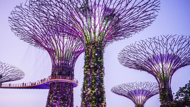 Singapore pianter&agrave; oltre un milione di alberi per combattere il caldo urbano