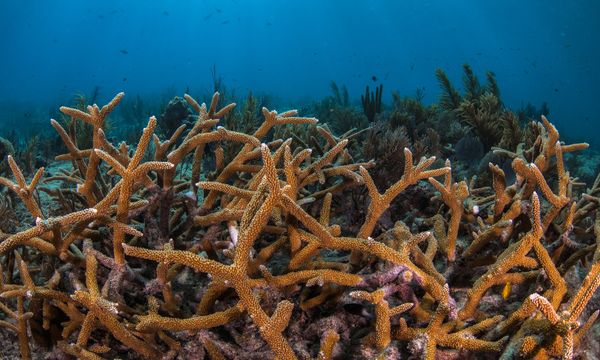 Gli alberi sottomarini per ripristinare i coralli