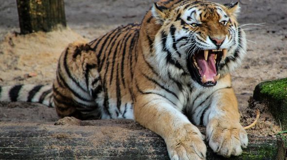 Le tigri tornano a crescere in natura, ma il grande felino resta a rischio estinzione