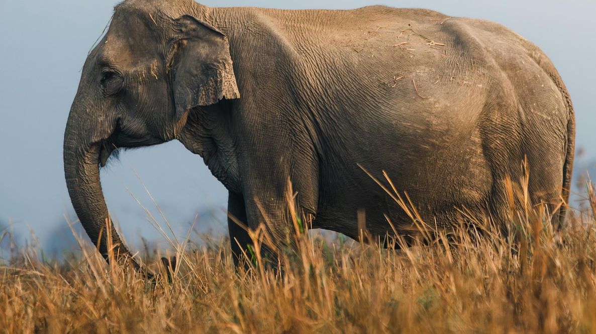 Non sono gli animali ad attraversare la strada: è la strada che attraversa la foresta