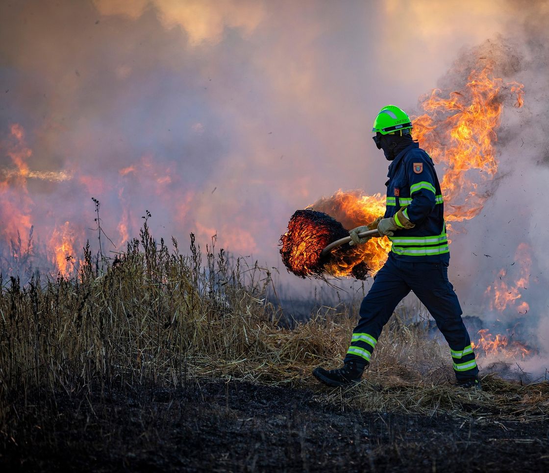 Indonesia, gli incendi prosciugano le foreste del Borneo: gli animali muoiono di sete