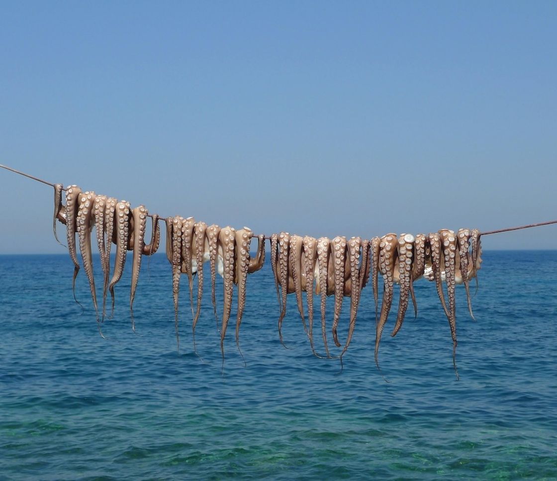 Il Messico vuole vietare gli allevamenti di polpi: la proposta di legge per tutelare ambiente e benessere animale