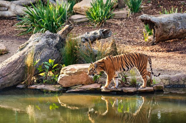 Le tigri tornano a crescere in natura, ma il grande felino resta a rischio estinzione