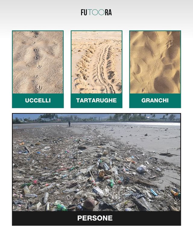 Beach Litter 2025