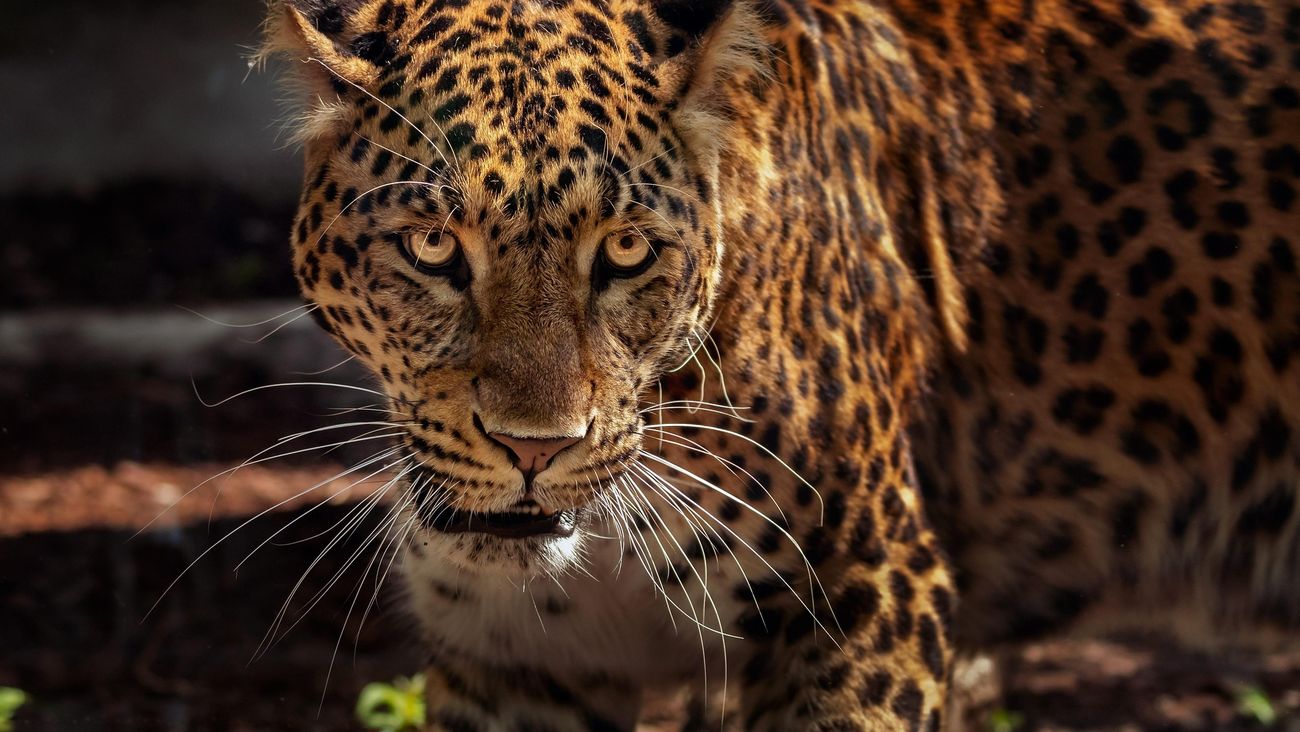 Argentina, primo cucciolo di giaguaro selvatico nel Gran Chaco dopo decenni di assenza