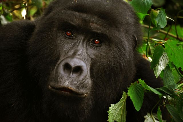 Gorilla a rischio estinzione
