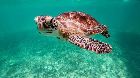 La tartaruga verde non è più a rischio estinzione: una vittoria storica, ma la sfida continua