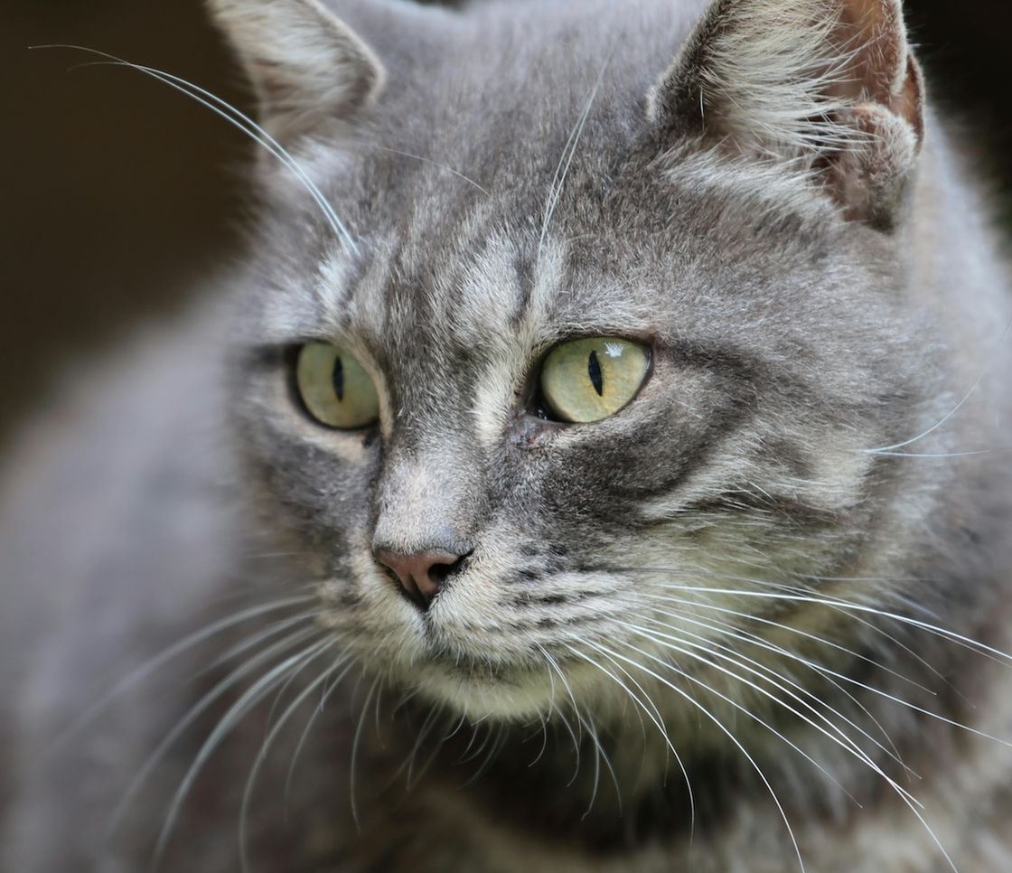 I gatti selvatici potrebbero tornare in Inghilterra dopo centinaia di anni