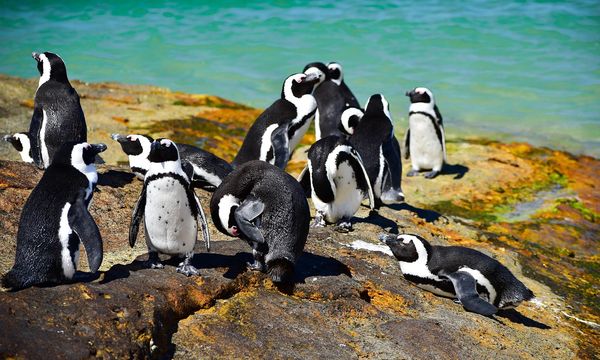 Sudafrica, migliaia di pinguini africani morti di fame: sempre meno cibo a causa del cambiamento climatico