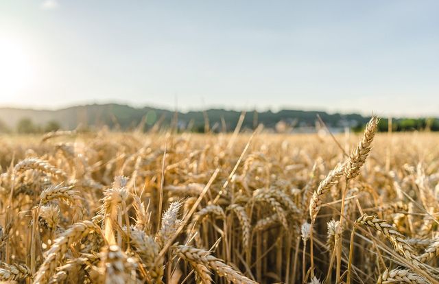 Pesticidi nei campi di grano europei: lo studio SoildiverAgro