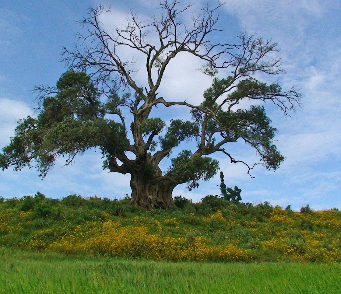 Etiopia, 46 miliardi di alberi piantati in sette anni: la Green Legacy Initiative sta trasformando il Paese