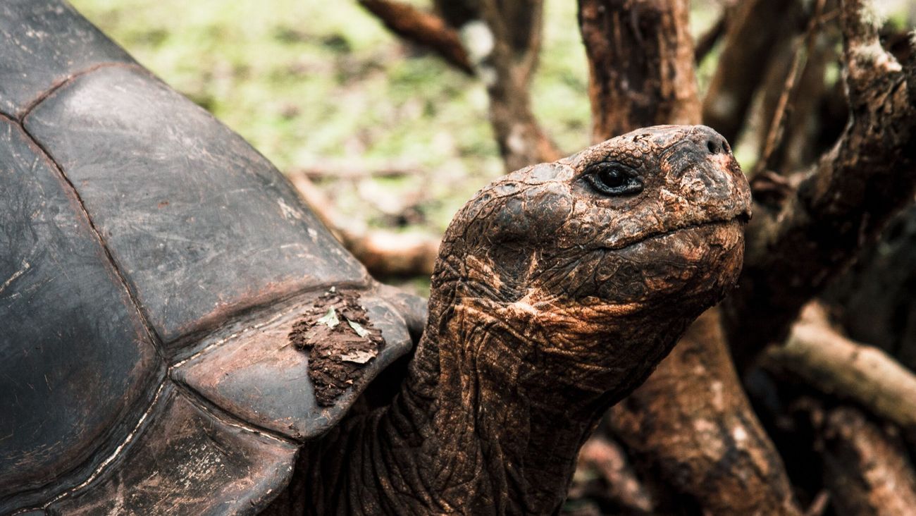 Seychelles, oltre 180.000 tartarughe giganti su un solo atollo