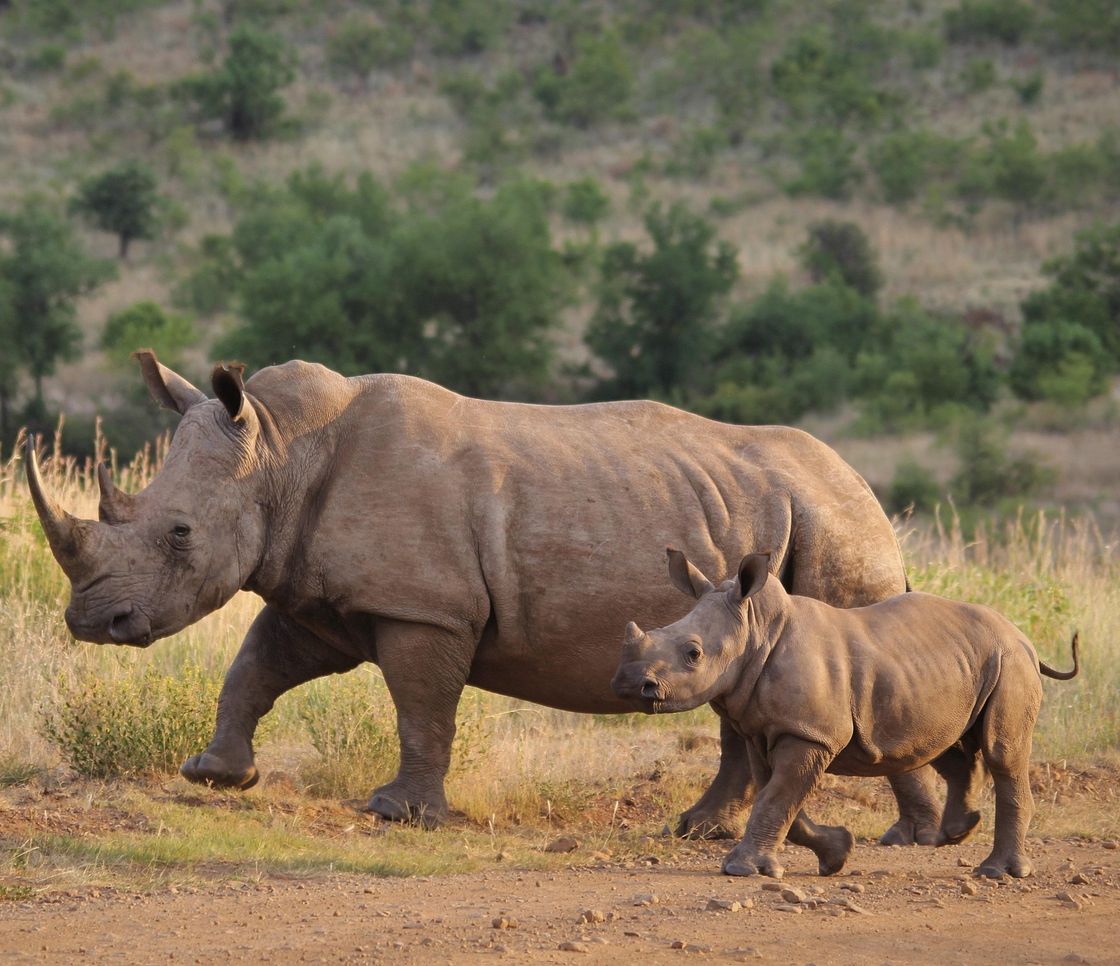 Uganda, i rinoceronti tornano nel Kidepo Valley National Park dopo 43 anni di assenza