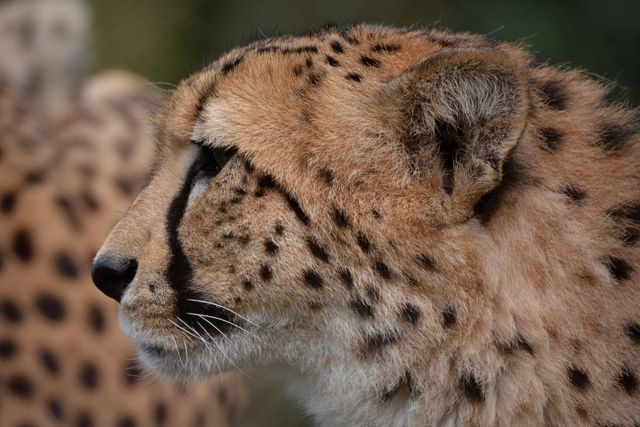Argentina, avvistato il primo cucciolo di giaguaro selvatico