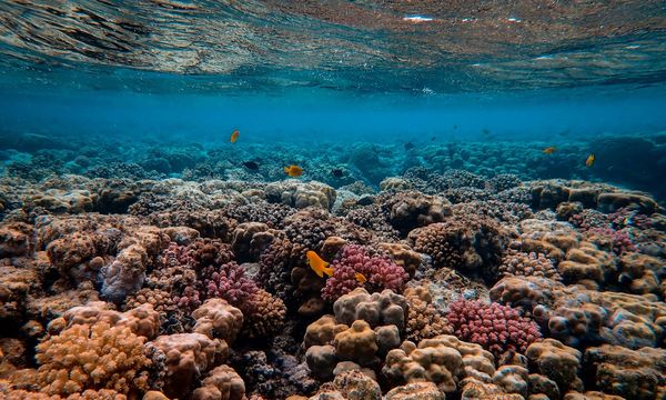 La Grande barriera corallina ha perso un terzo dei coralli: il 2025 è l’anno peggiore di sempre