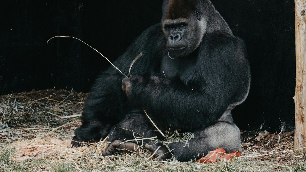 Gorilla a rischio estinzione: le quattro sottospecie e le sfide per la loro sopravvivenza