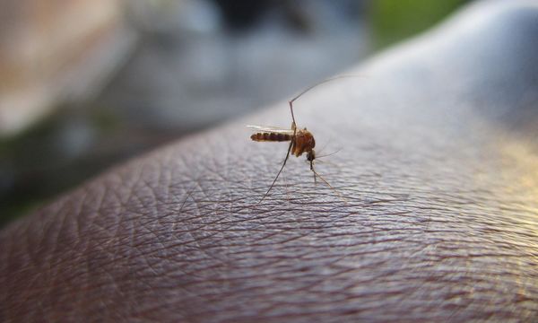 Dengue e cambiamento climatico: uno studio quantifica il legame tra eventi estremi e epidemie