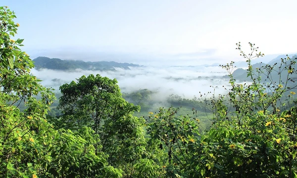 Brasile, sospesa la moratoria sulla soia: a rischio la foresta amazzonica alla vigilia della Cop30
