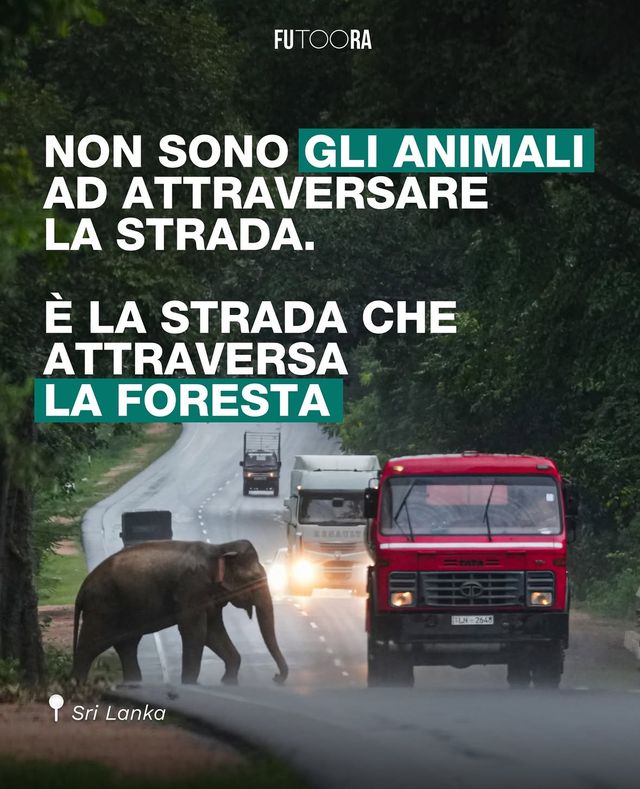 Non sono gli animali ad attraversare la strada