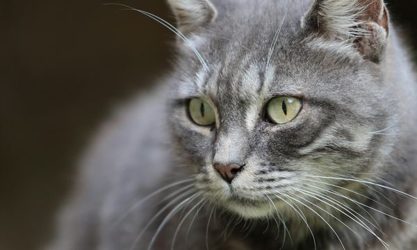 I gatti selvatici potrebbero tornare in Inghilterra dopo centinaia di anni