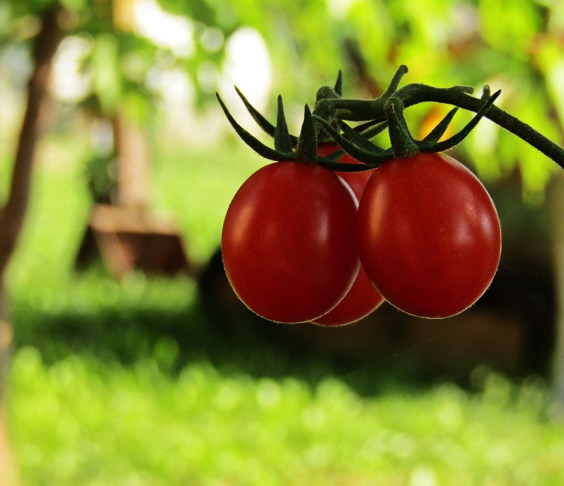 Biologico in Europa da record: consumi a 59 miliardi, l’Italia è leader per superfici e produttori