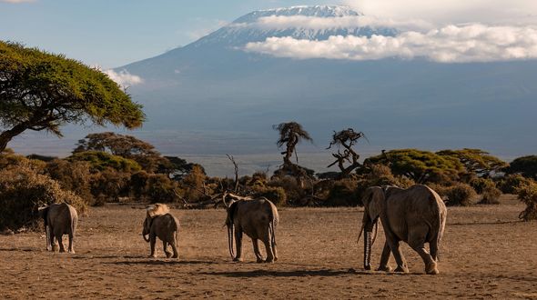 Kilimangiaro, tre quarti della flora naturale sono scomparsi in un secolo