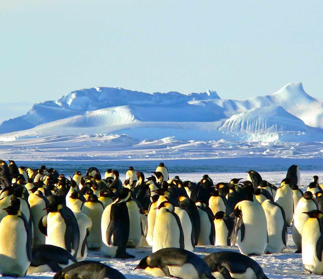 Cambiamenti climatici, i pinguini antartici anticipano la stagione riproduttiva