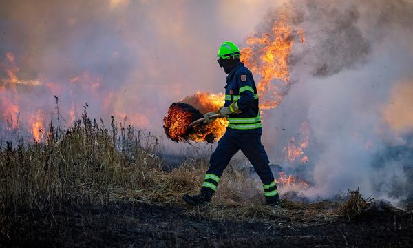 Indonesia, gli incendi prosciugano le foreste del Borneo: gli animali muoiono di sete