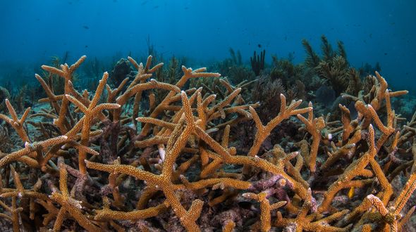 Gli alberi sottomarini per ripristinare i coralli