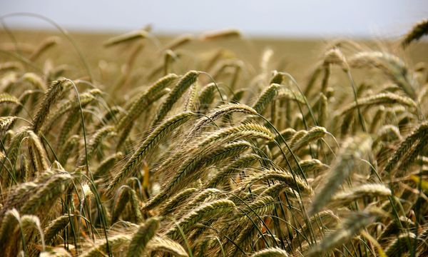 Kernza, il cereale perenne che resiste alla siccità: in Kansas si sperimenta l’agricoltura del futuro