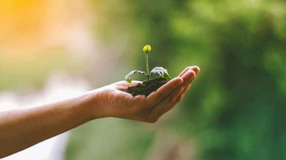 One Million Trees: il Sudafrica si prepara a piantare un milione di alberi in un solo giorno
