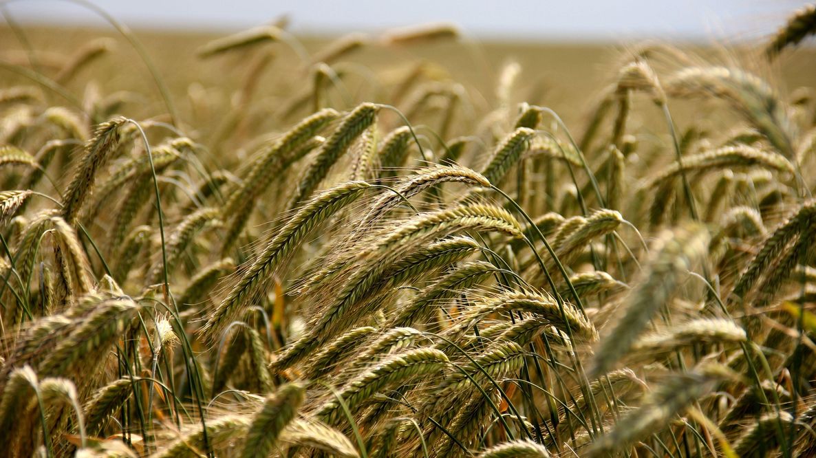 Kernza, il cereale perenne che resiste alla siccità: in Kansas si sperimenta l’agricoltura del futuro