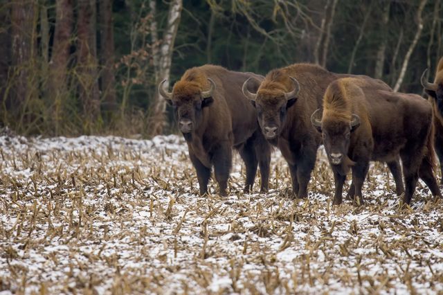 Messico, i bisonti tornano nel deserto di Chihuahua