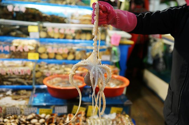 Allevamento di polpi