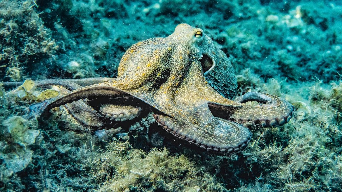 Allevamento di polpi: l’acquacoltura carnivora rischia di diventare un nuovo disastro ambientale, etico e alimentare