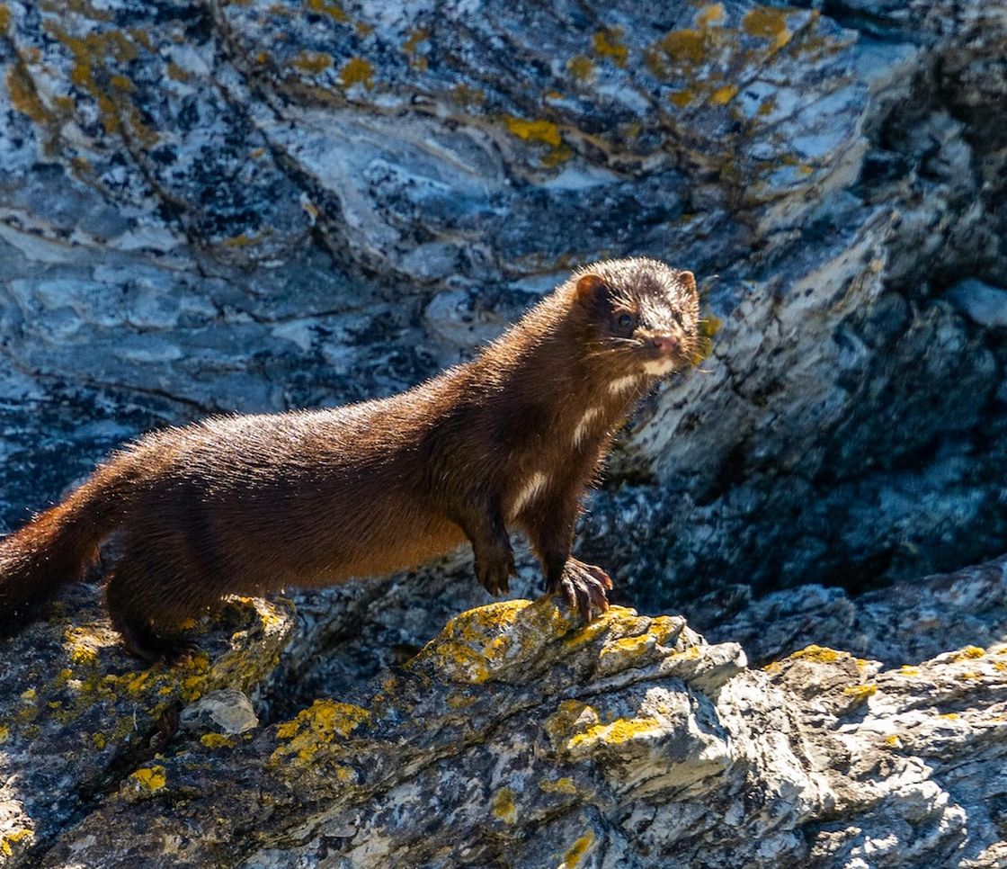 La Polonia vieta gli allevamenti di animali da pelliccia