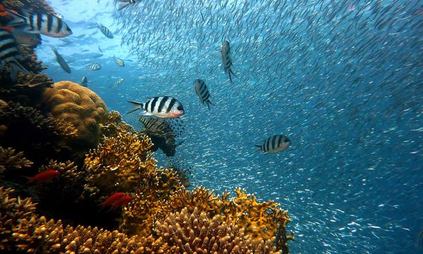 Superato il primo punto di non ritorno climatico: le barriere coralline tropicali verso il collasso