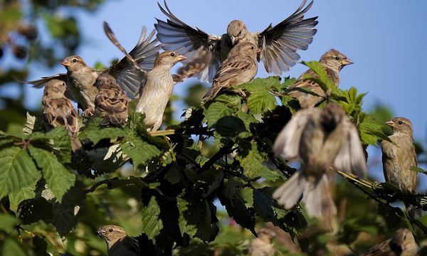 Uccelli selvatici in forte calo nelle campagne italiane: biodiversità agricola sempre più fragile