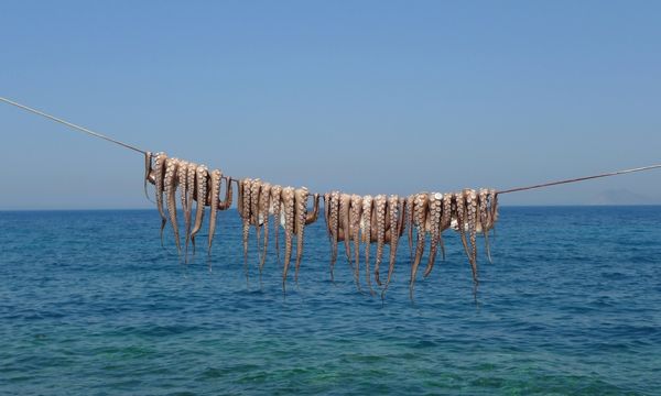 Il Messico vuole vietare gli allevamenti di polpi: la proposta di legge per tutelare ambiente e benessere animale