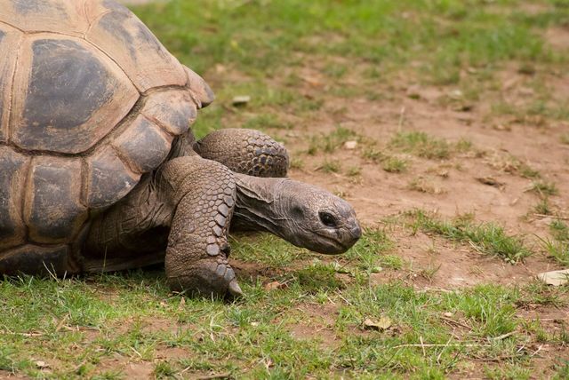 Seychelles, oltre 180.000 tartarughe giganti su un solo atollo