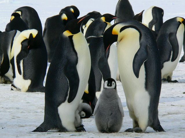 Il futuro incerto dei pinguini imperatore: rischio estinzione entro il 2100