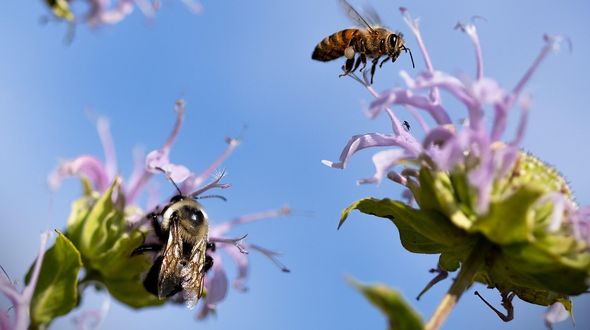 Gli impollinatori stanno scomparendo: ecco perché salvare le api significa proteggere anche la nostra salute