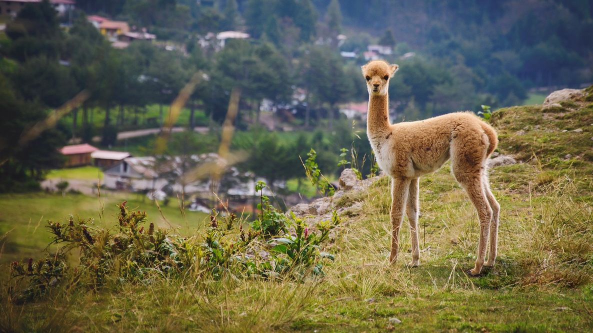 Stop ai cartelloni LED: il Perù difende il buio naturale e combatte l’inquinamento luminoso