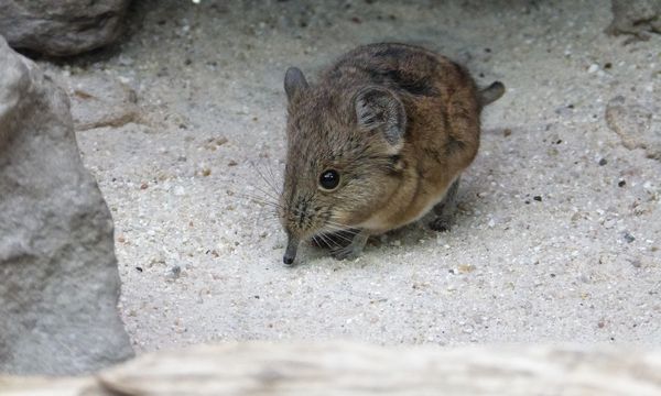 Estinto il toporagno dell’isola di Natale: l’Australia perde la sua 39ª specie di mammifero