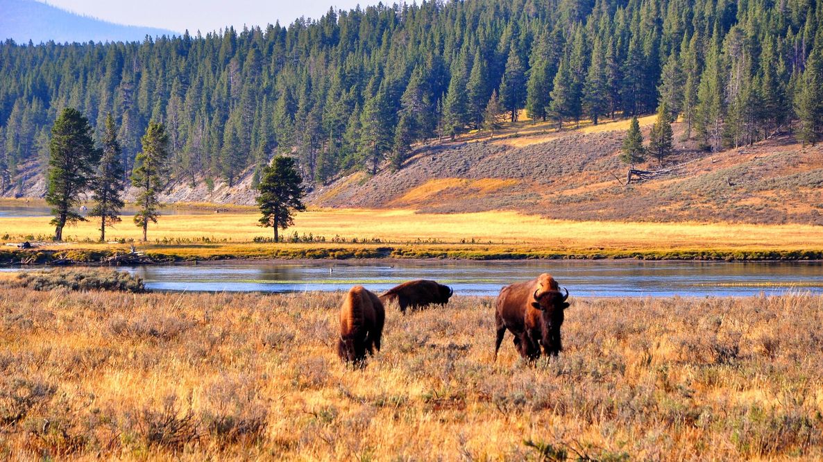 Messico, i bisonti tornano nel deserto di Chihuahua: in pochi mesi riattivata la salute dell’ecosistema