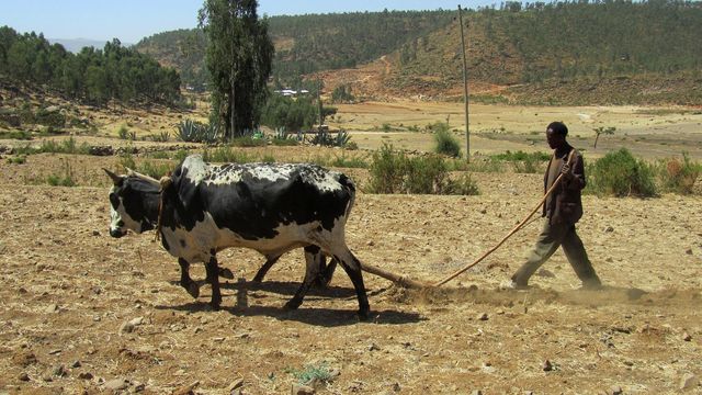 Etiopia, 46 miliardi di alberi piantati in sette anni