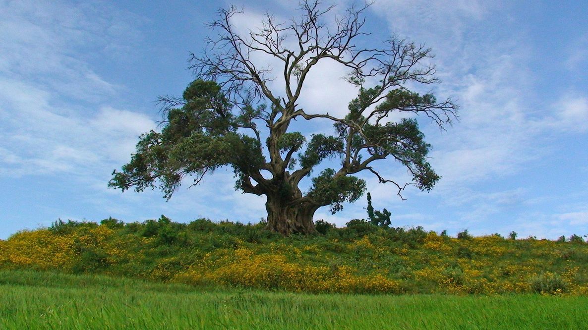 Etiopia, 46 miliardi di alberi piantati in sette anni: la Green Legacy Initiative sta trasformando il Paese