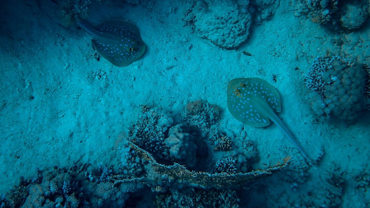 Estrazione mineraria dei fondali marini: uno studio rivela gravi danni alla biodiversità